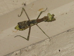 prang-mantis